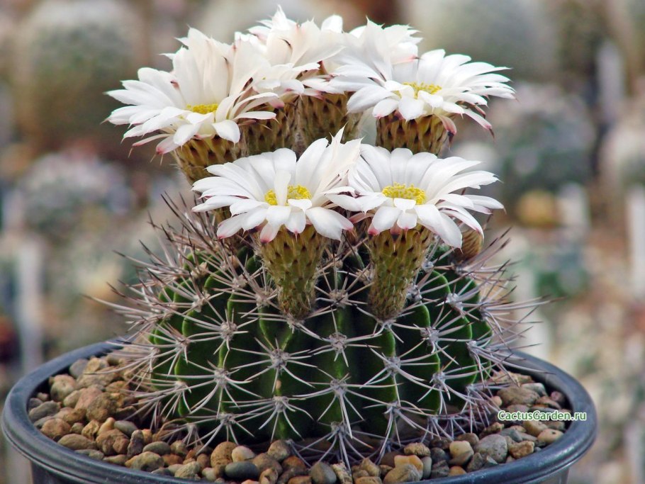 Acanthocalycium klimpelianum