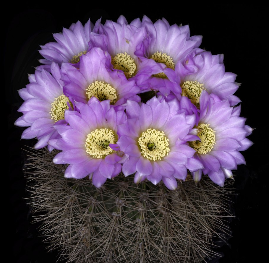 Acanthocalycium thionanthum