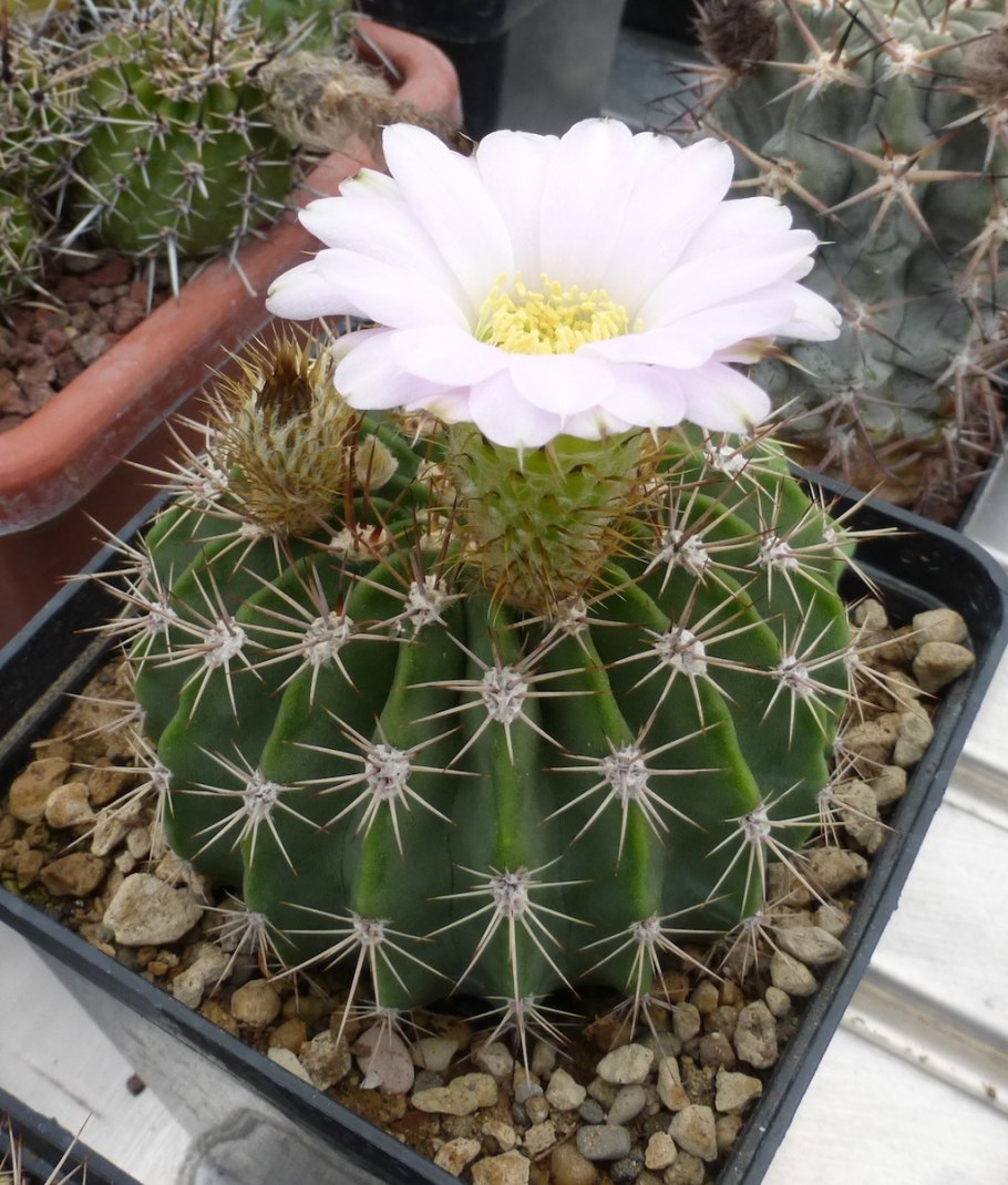 Кактус Acanthocalycium glaucum