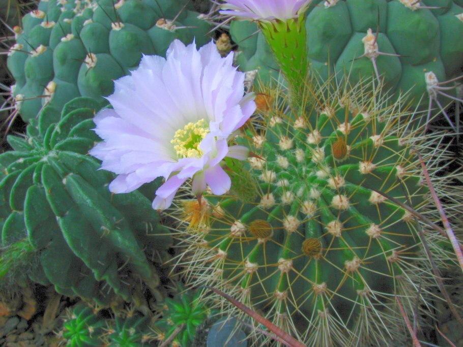 Кактус Acanthocalycium