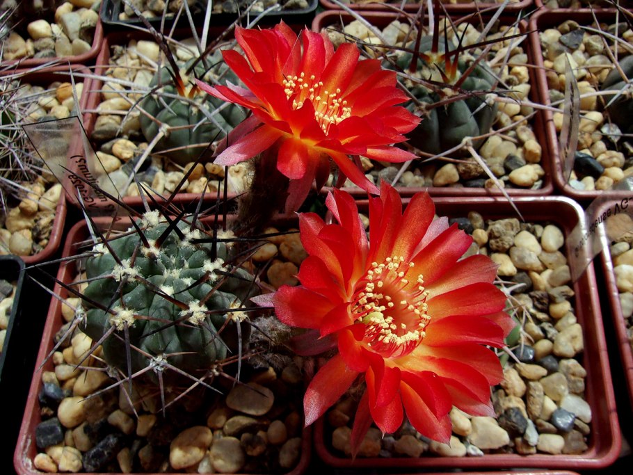 Lobivia hertrichiana