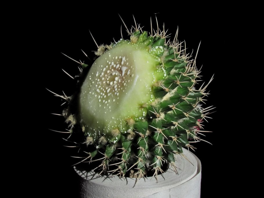 Acanthocalycium macranthum VG-1272