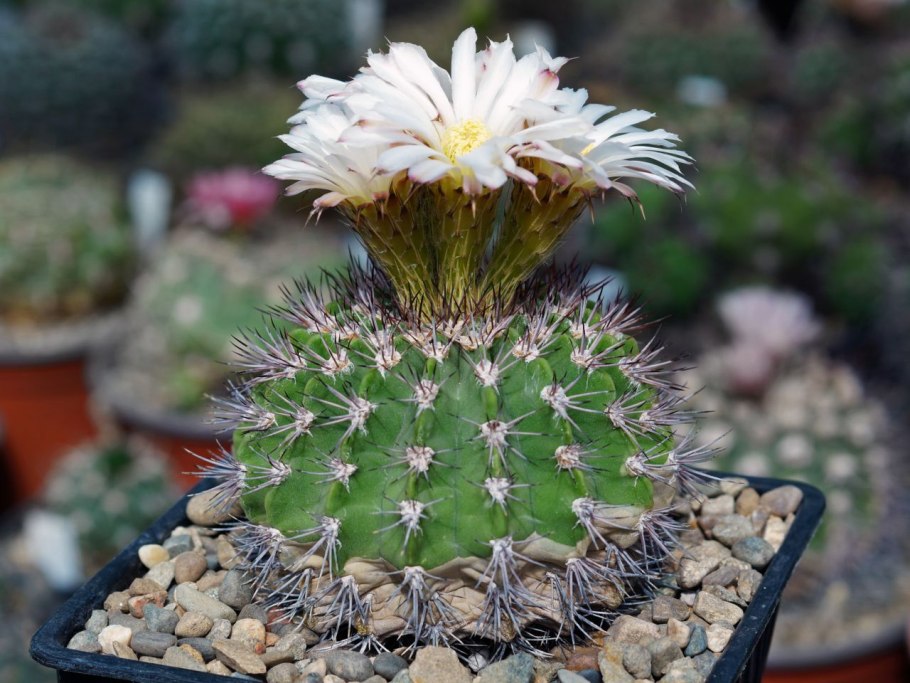 Acanthocalycium glaucum