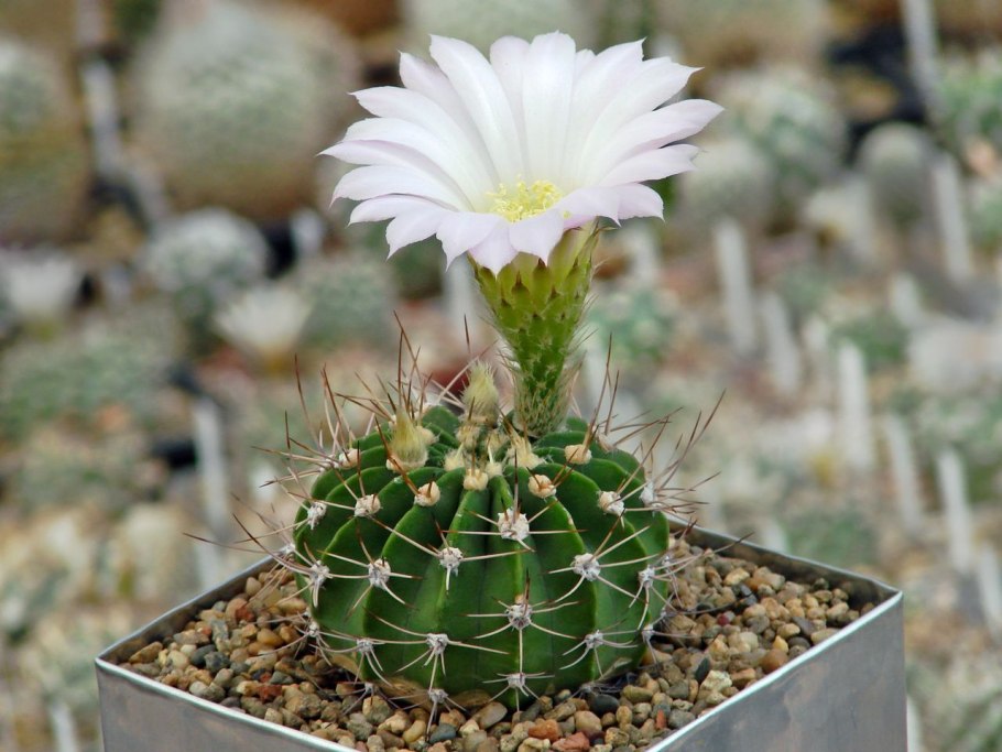 Кактус Acanthocalycium