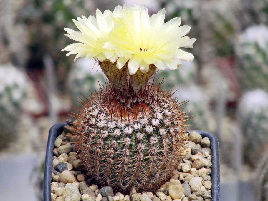 Акантокалициум сизый — Acanthocalycium glaucum