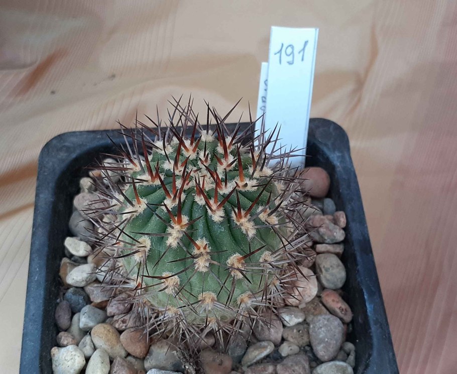 Acanthocalycium variiflorum