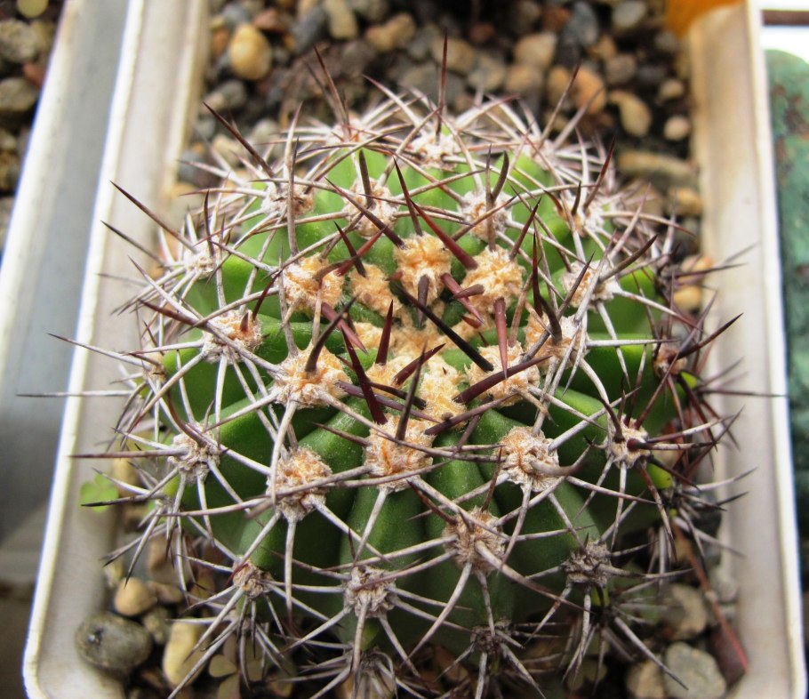 Acanthocalycium glaucum