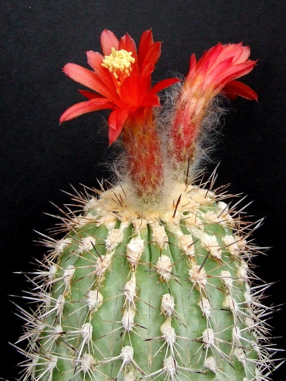 Кактус acanthocalycium