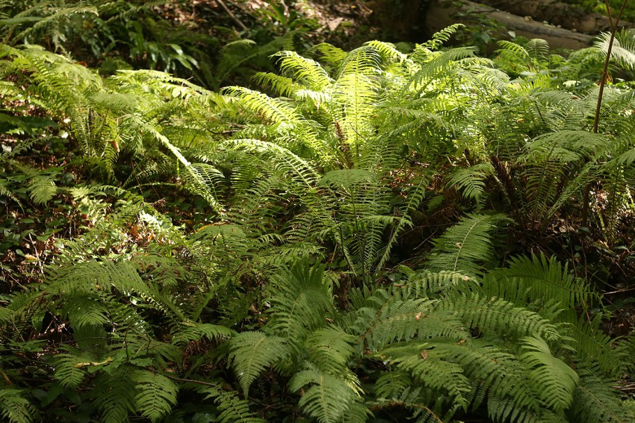 Вудсия Альпийская (Woodsia Alpina)