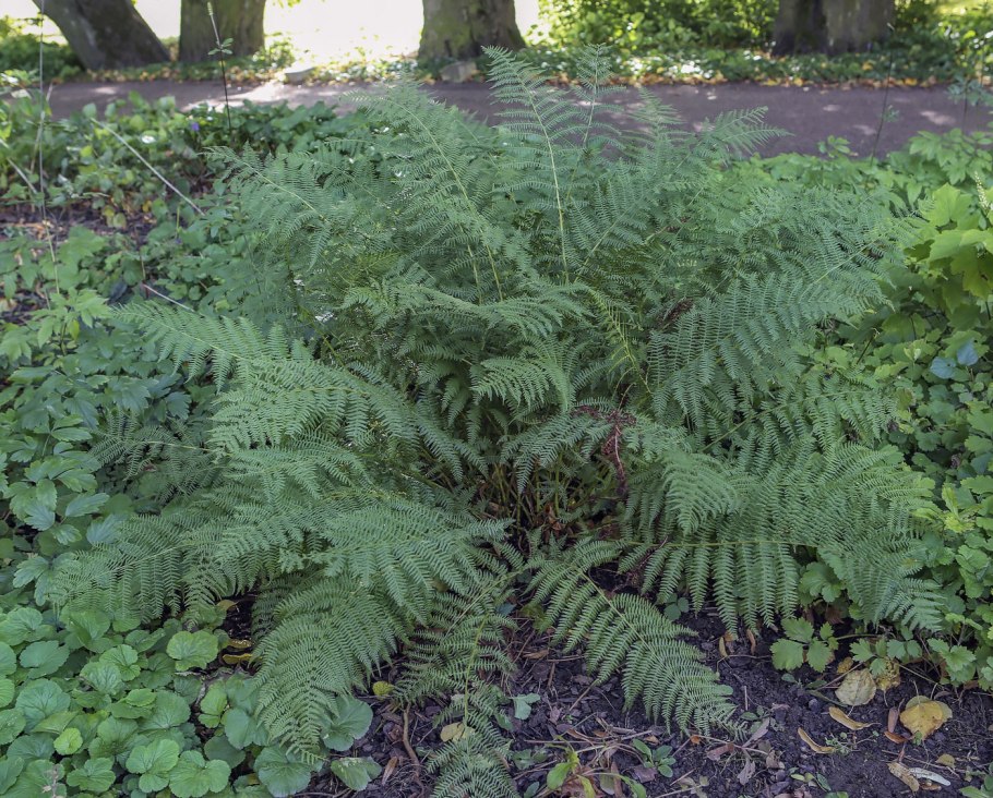 Athyrium filix femina var angustum