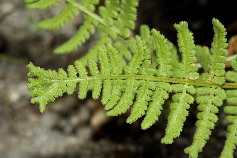 Вудсия многорядниковая Woodsia polystichoides