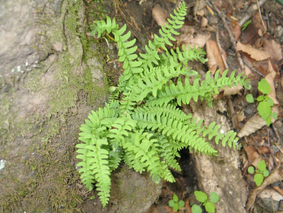 Вудсия Woodsia