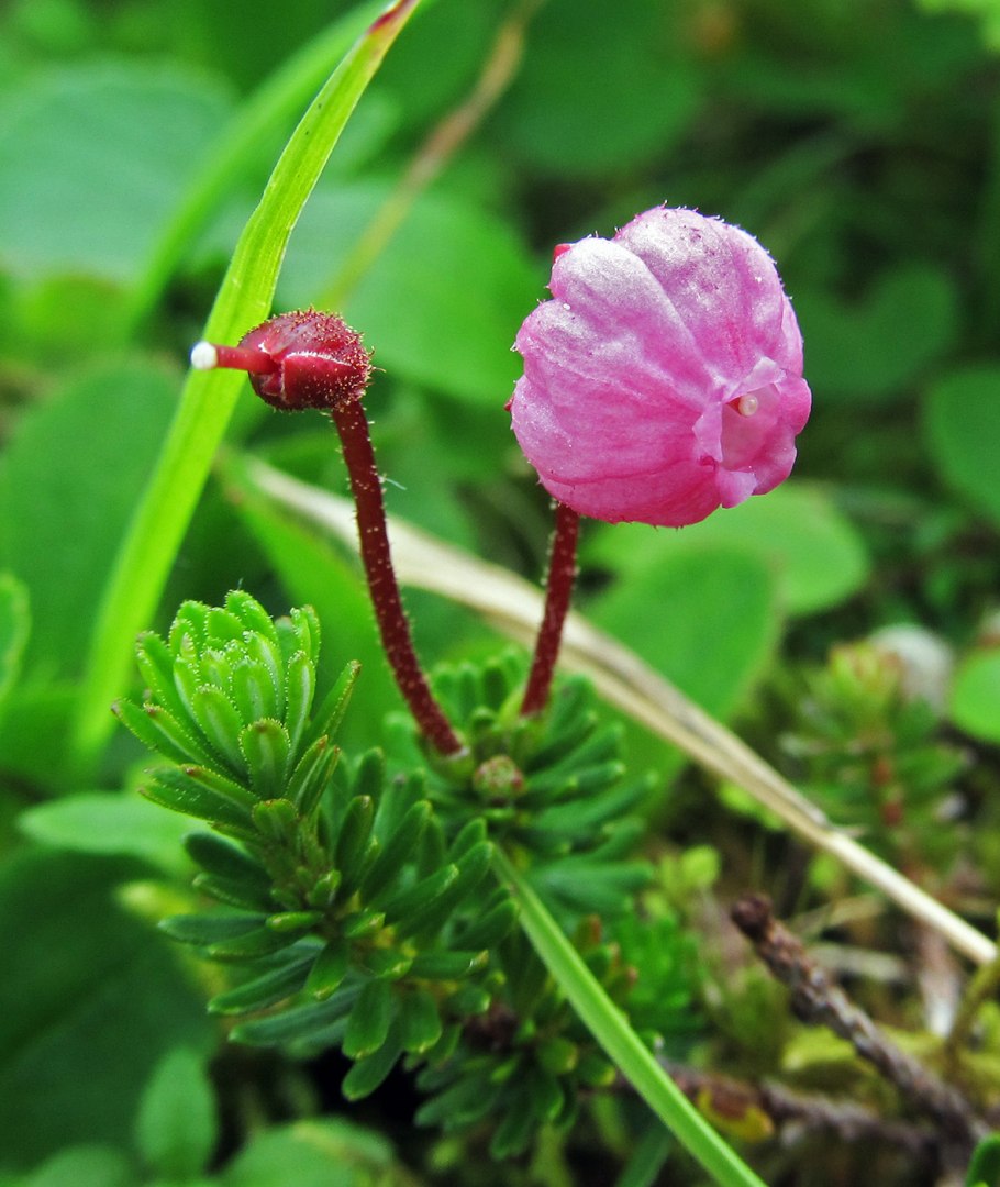 Филлодоце сизая