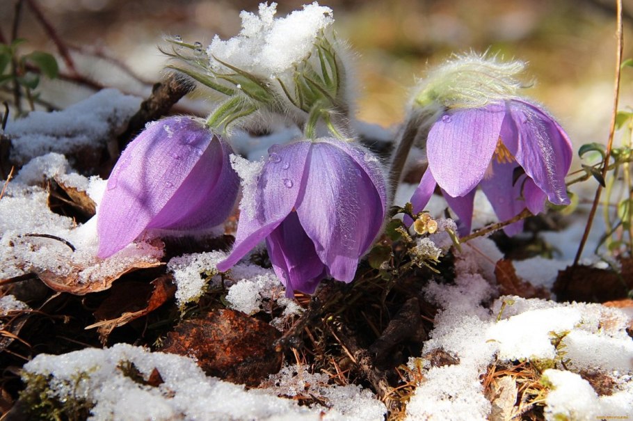 Филлодоце сизая