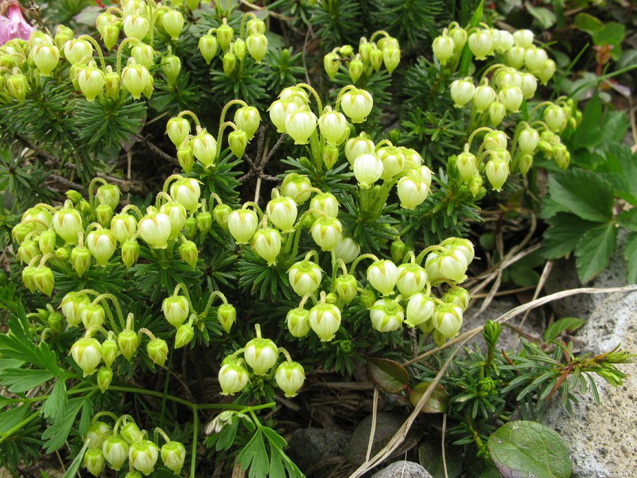 Филлодоце сизая