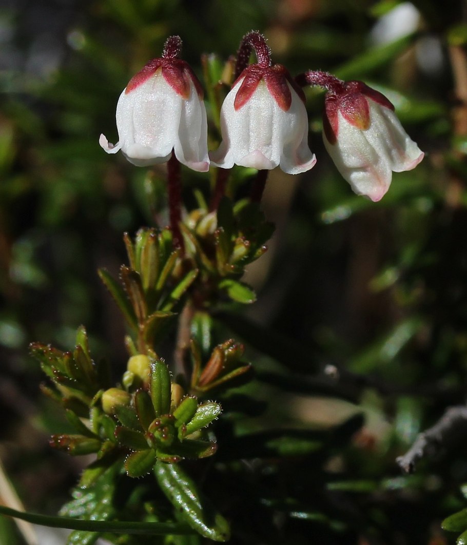 Phyllodoce nipponica