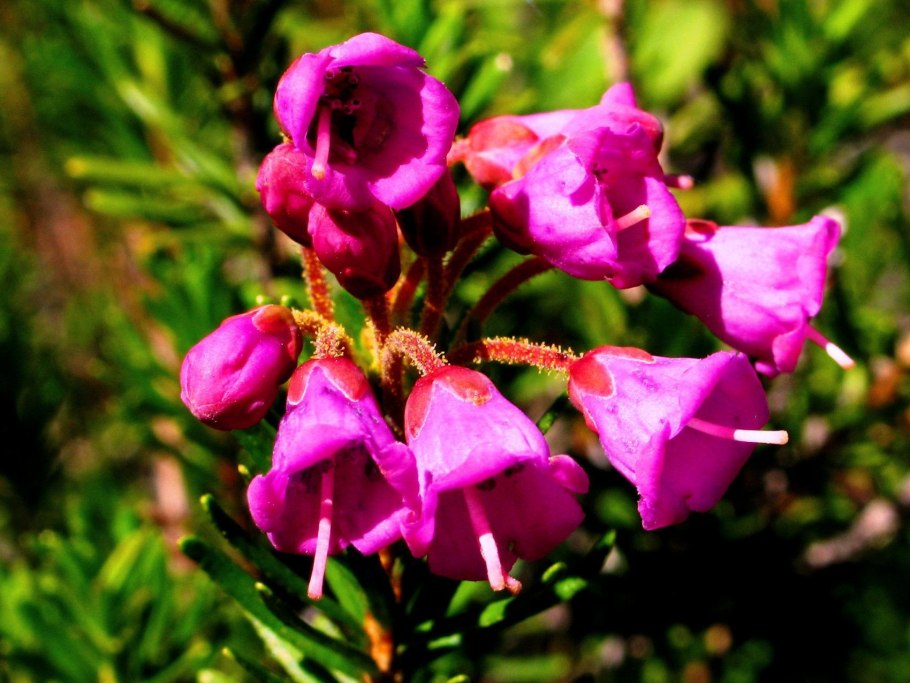 Мохоцветник Гмелина