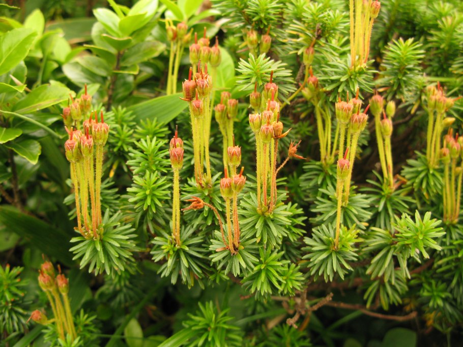 Мохоцветник Гмелина