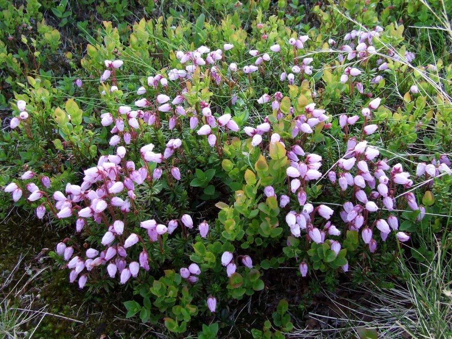 Филлодоце голубая