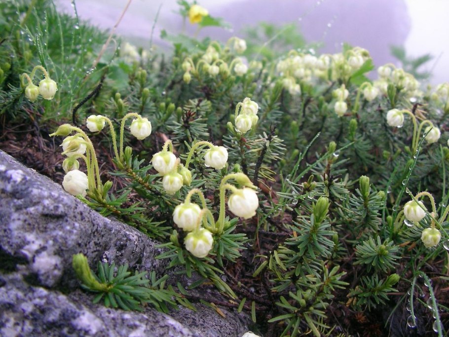 Сорт Алеутский