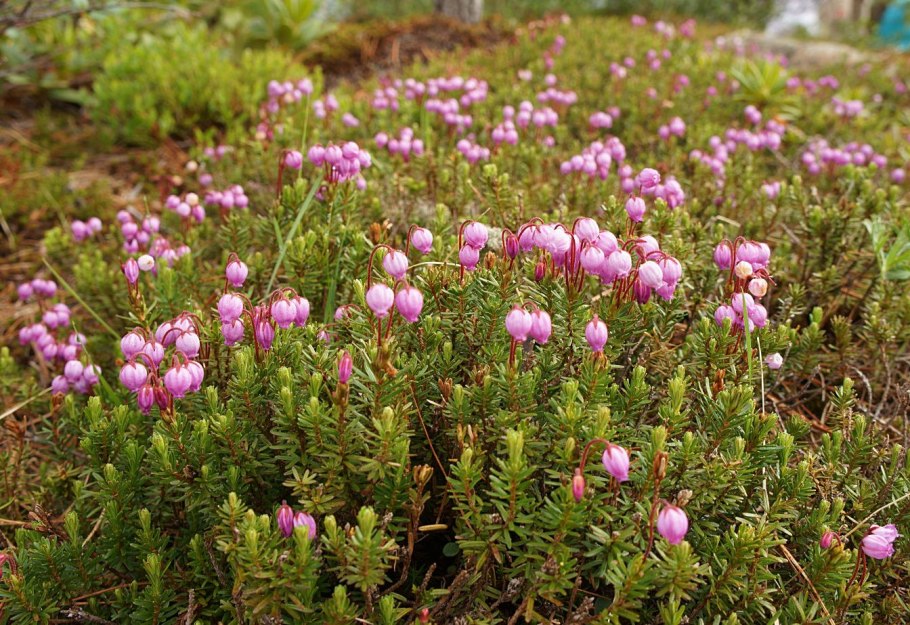 Растение Камчатки Филлодоце