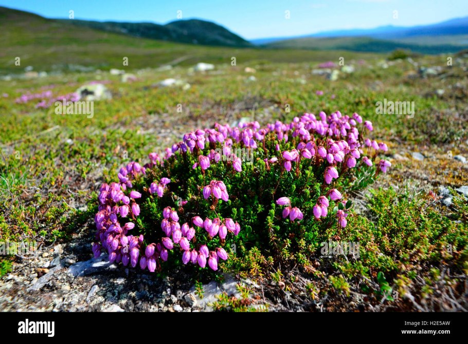 Phyllodoce empetriformis