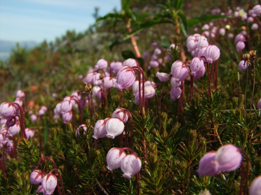 Филлодоце растение