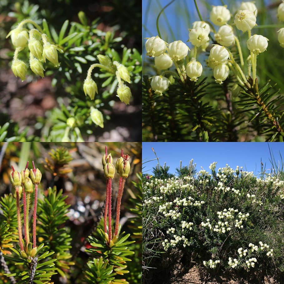 Филлодоце голубая в саду выращивание и уход