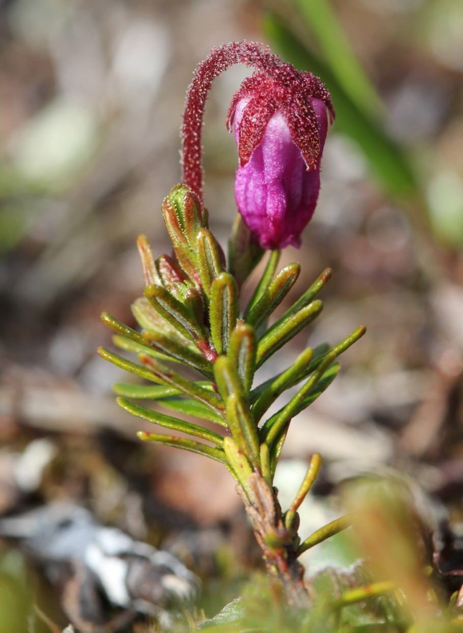 Филлодоце голубая (Phyllodoce caerulea)