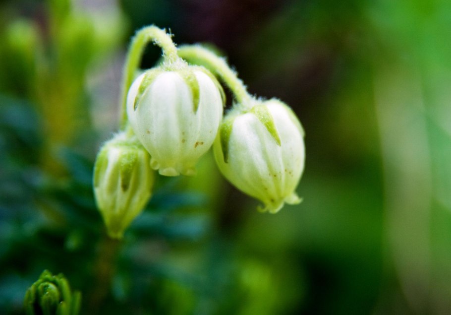 Филлодоце Алеутская и голубая
