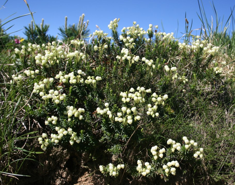 Кальмия лежачая