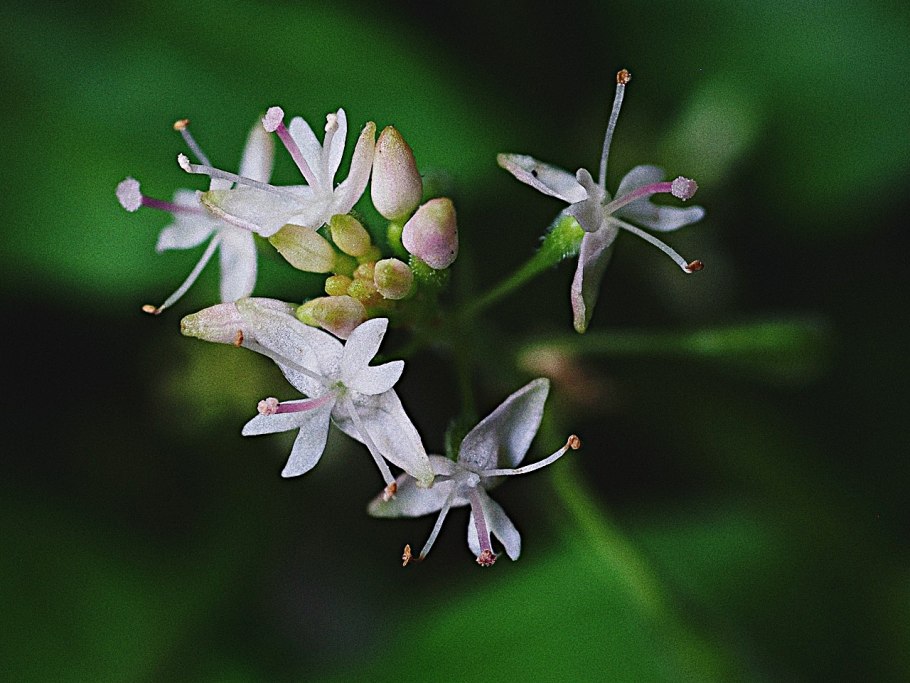 Двулепестник Альпийский