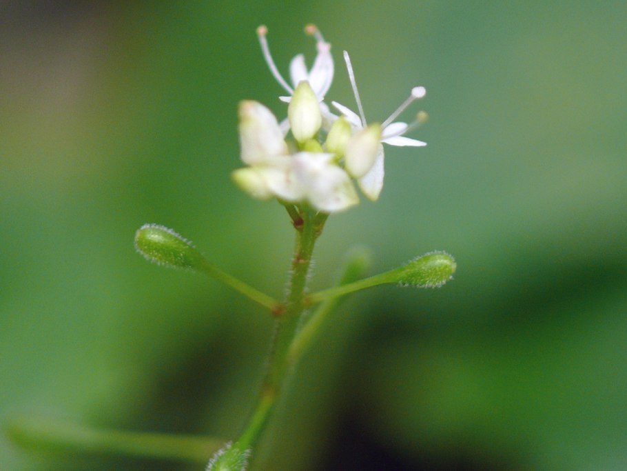 Двулепестник Альпийский