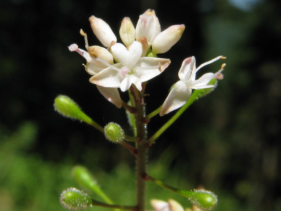 Двулепестник Альпийский
