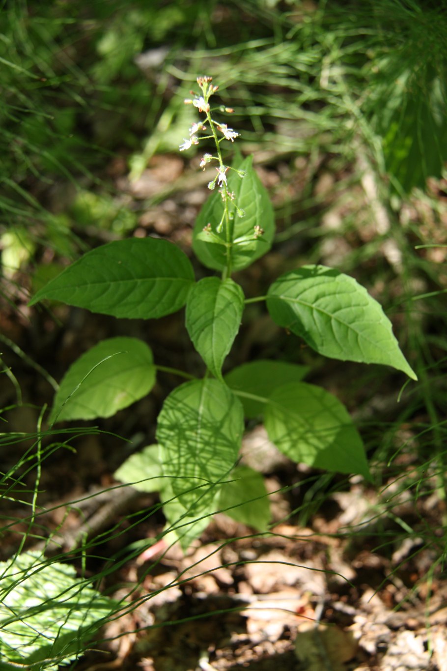 Двулепестник Парижский