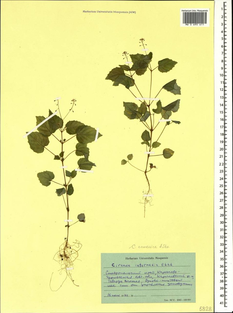 Гречиха посевная гербарий