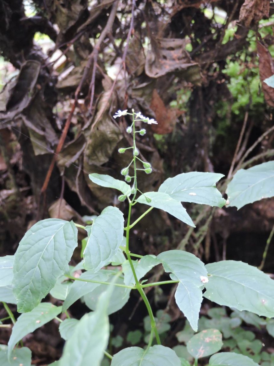 Чаровница (Цирцея)