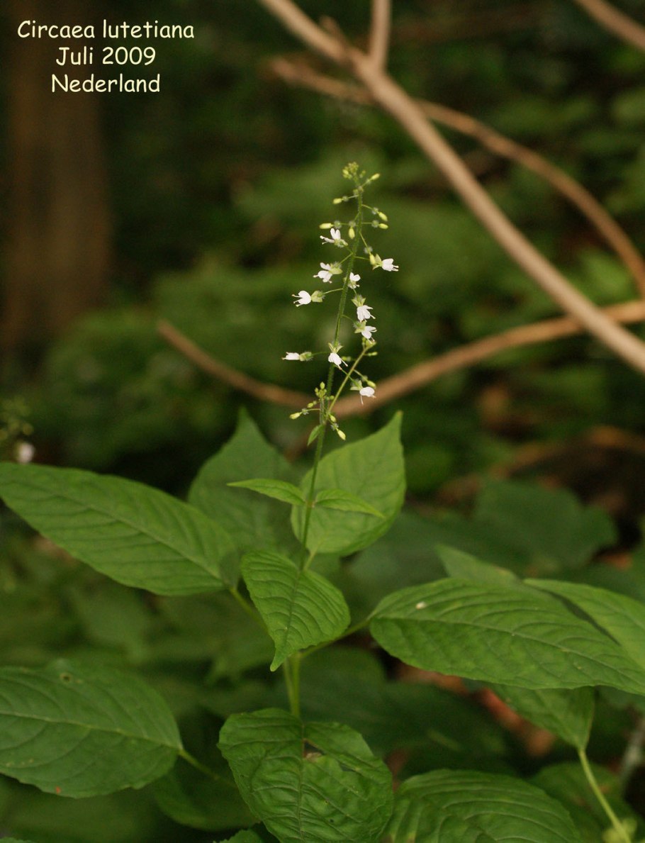 Цирцея Альпийская