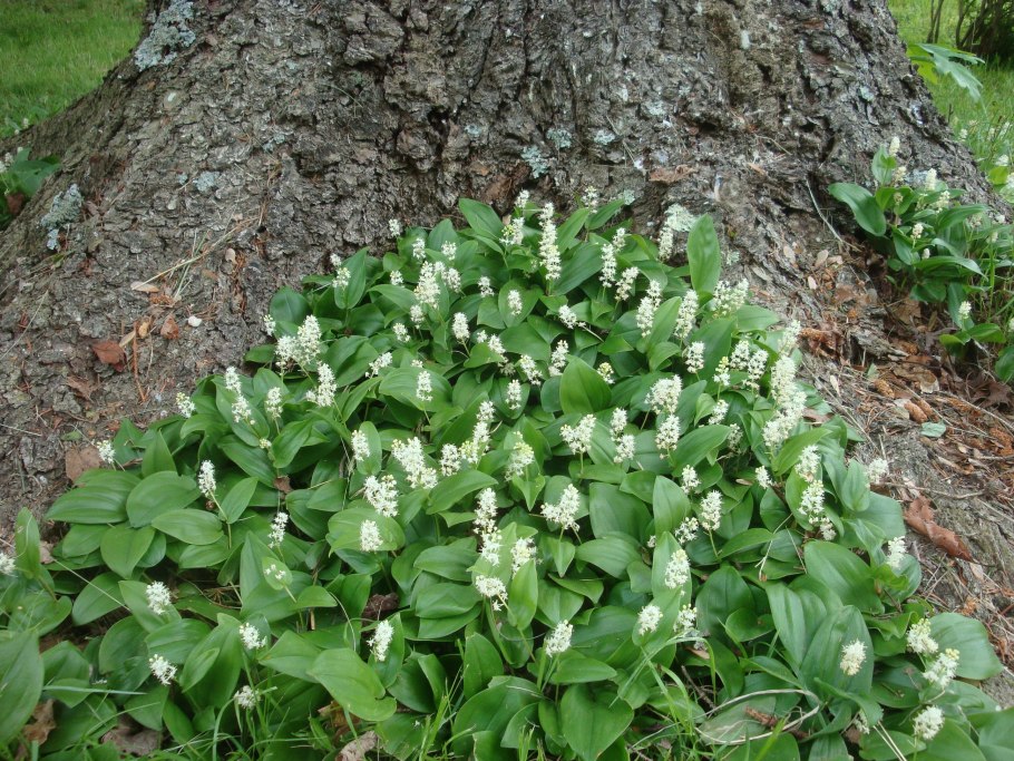 Цирцея Парижская красная книга