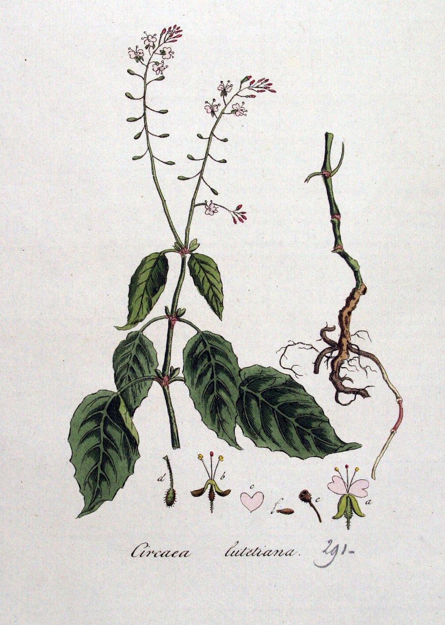 Двулепестник Парижский