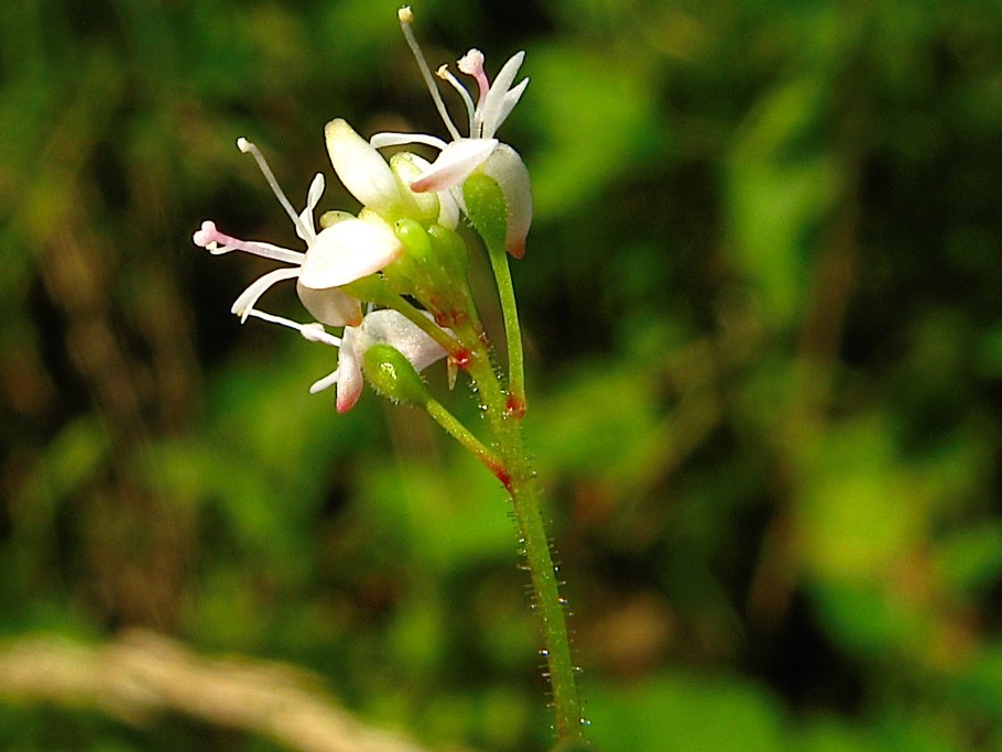 Двулепестник Альпийский