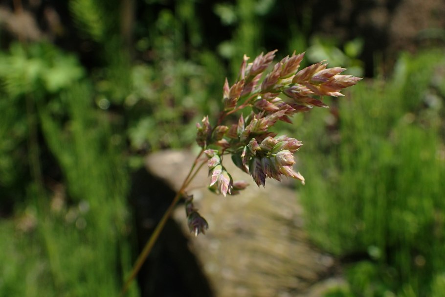 Мятлик альпийский