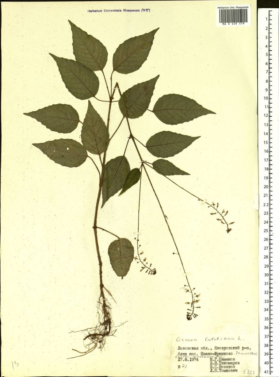 Астрагал Альпийский