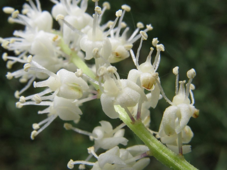 Двулепестник Альпийский