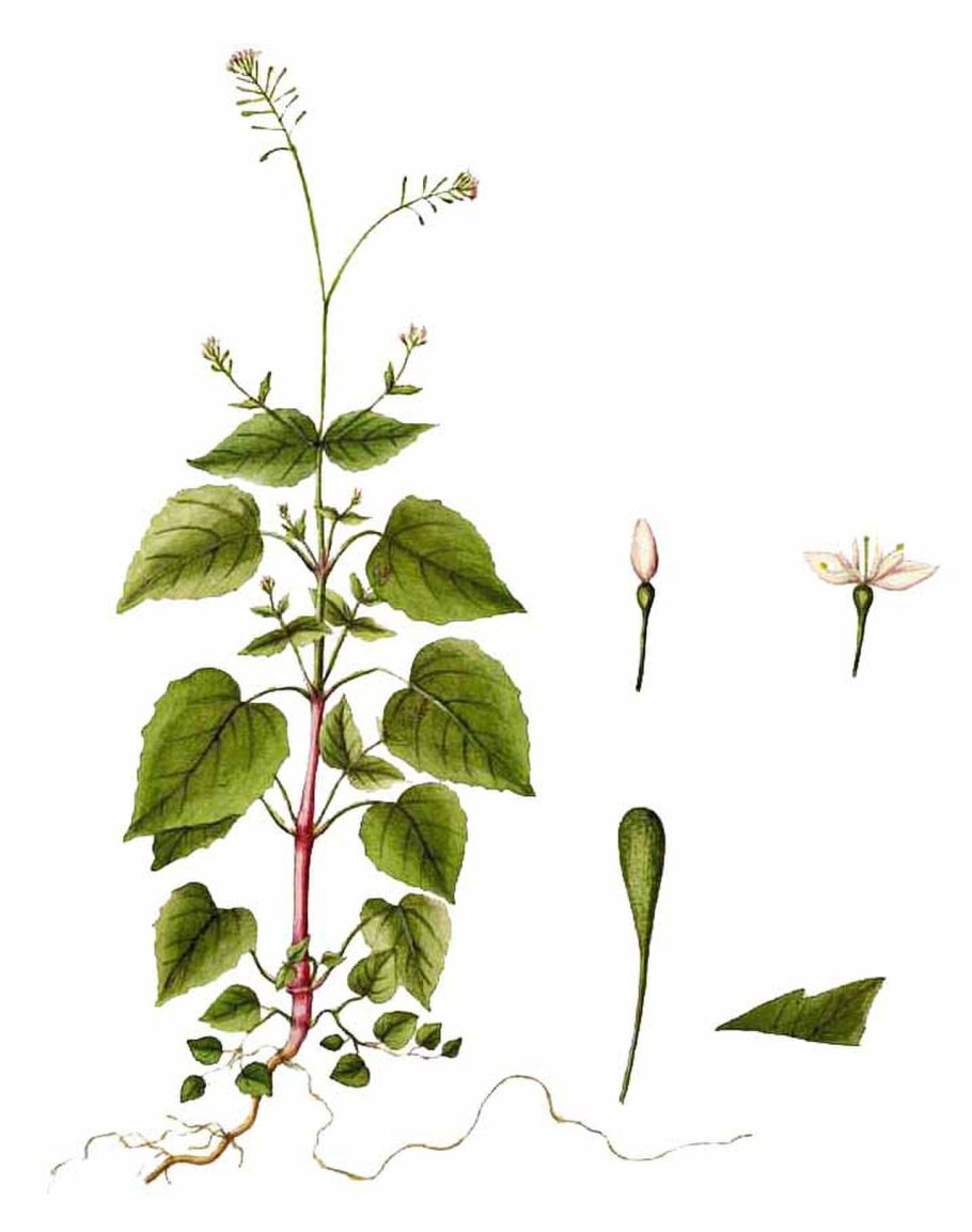 Двулепестник Альпийский