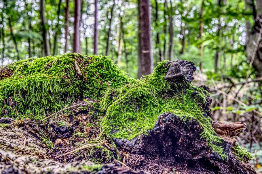 Wood with Moss PNG