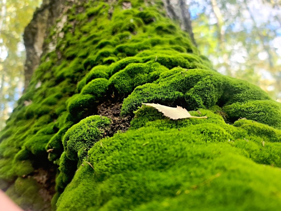 Tree closeup