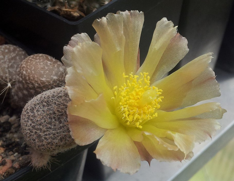 Maihueniopsis Mandragora