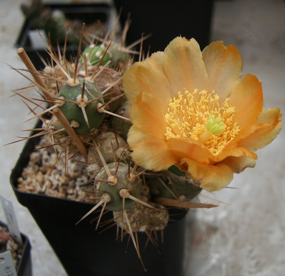 Maihueniopsis Mandragora