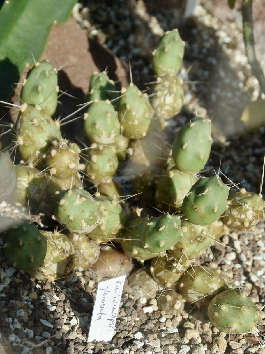 Кактус Tephrocactus weberi